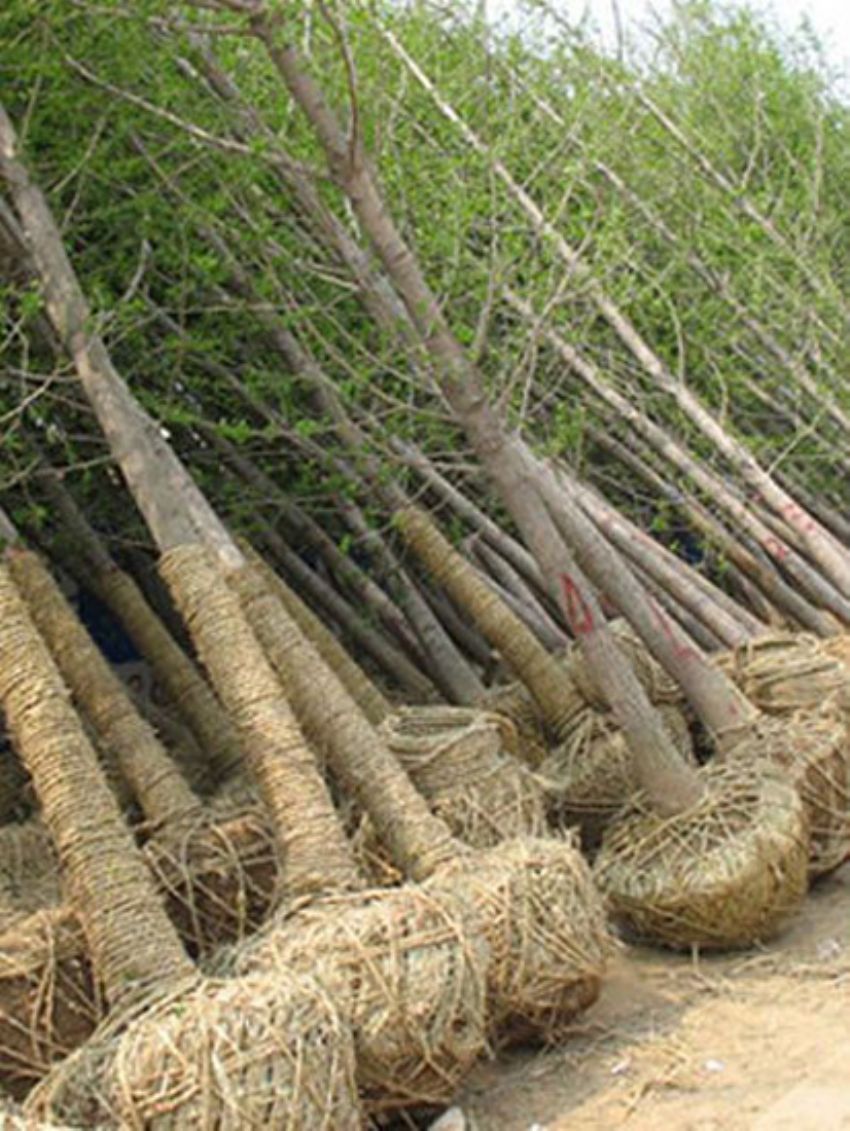 點擊查看詳細信息<br>標題：銀杏 閱讀次數：3489